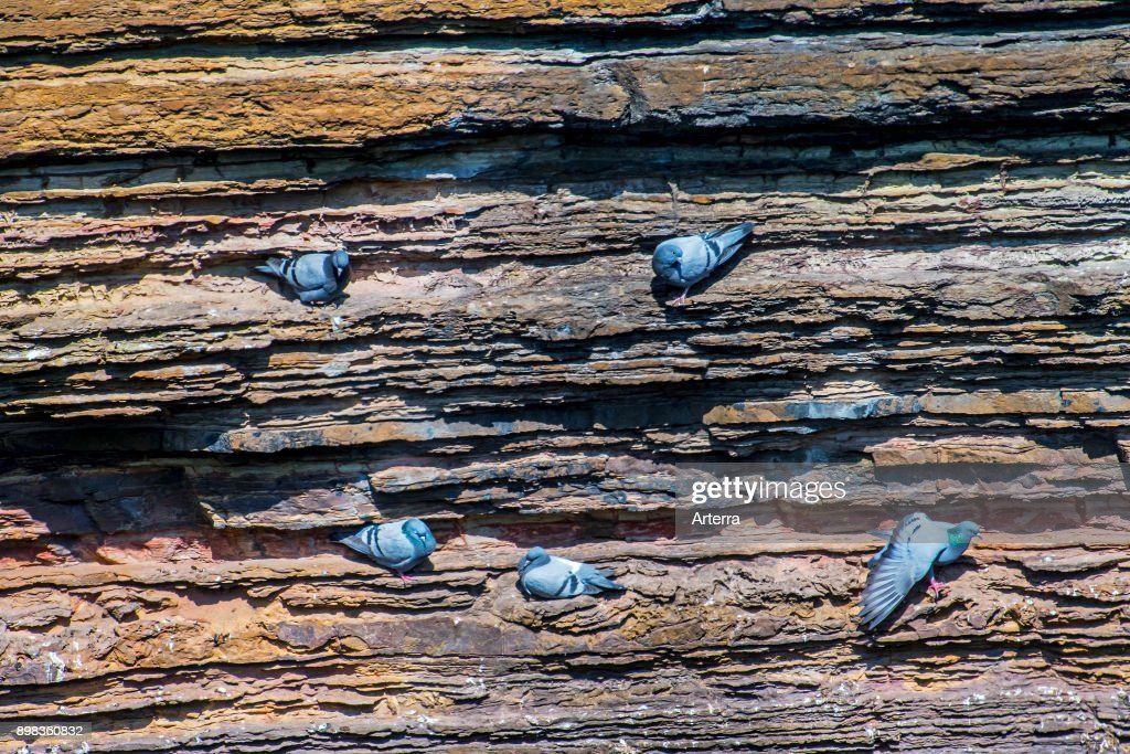 pigeons roosting in a rocky wall