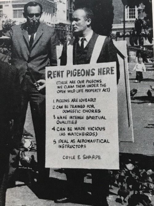 rent pigeons here - Coyle & Sharpe