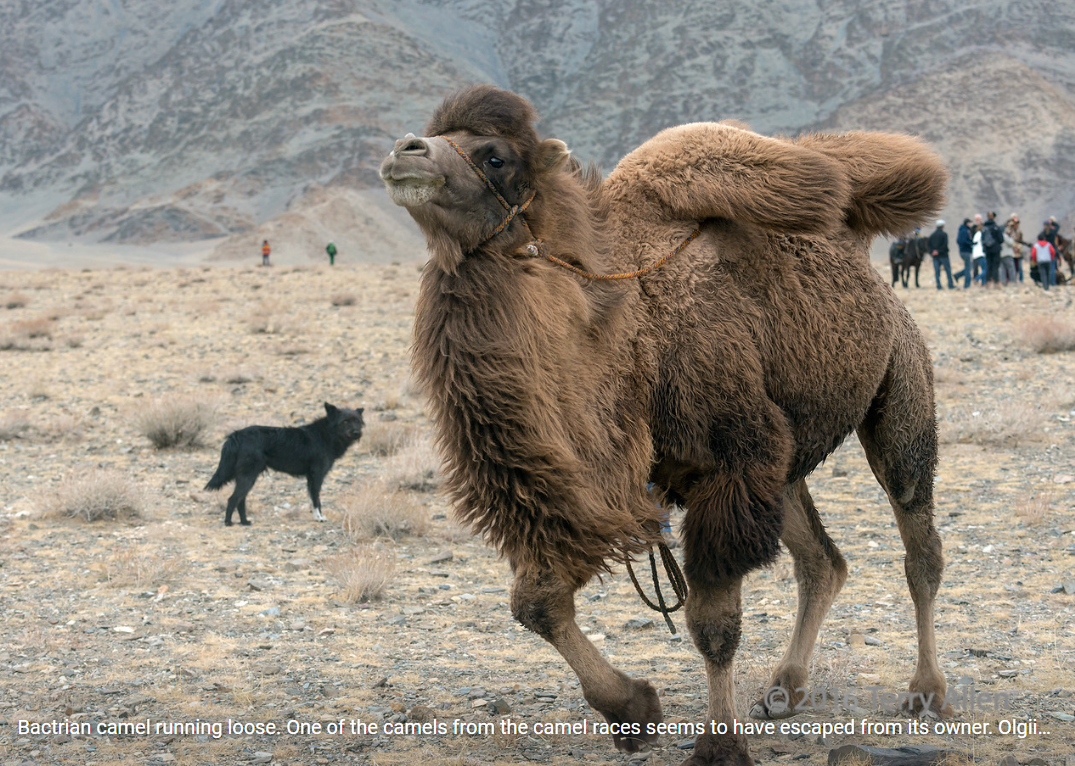 a bactrian camel with its humps flopping over