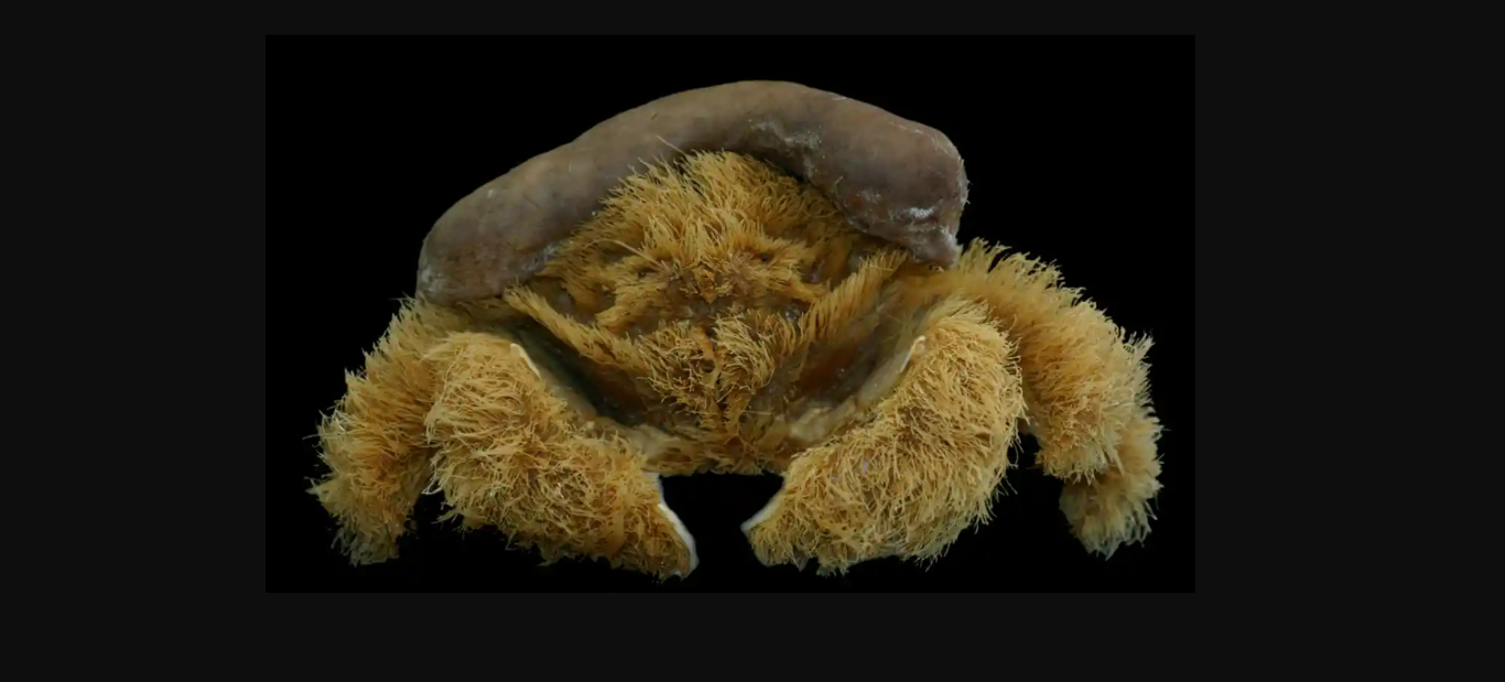 Lamarckdromia beagle - crab with fluffy legs and hat
