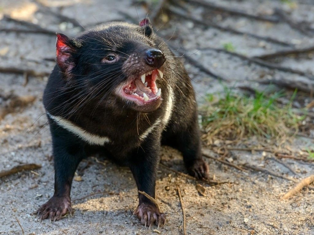 tasmanian devil with mouth open