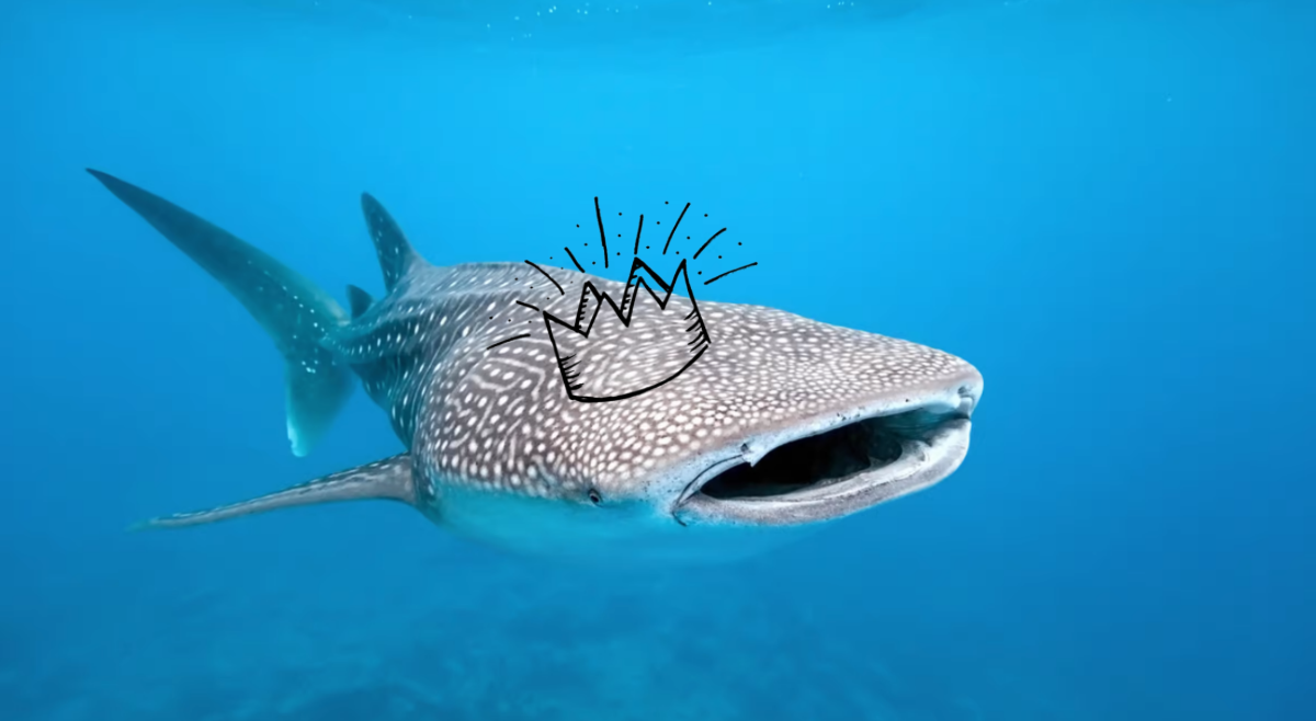 whale shark wearing a crown